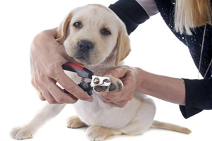 狗狗指甲剪出血了怎么辦