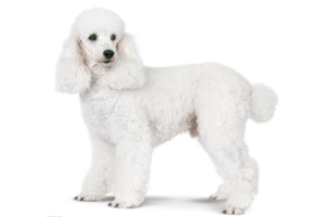 貴賓犬喂養(yǎng)注意事項