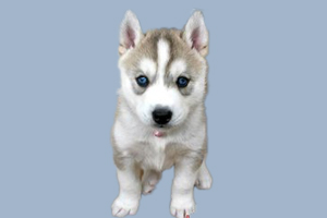 哈士奇幼犬喂養(yǎng)指南