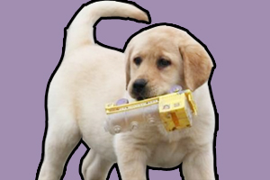 拉布拉多幼犬怎么喂食