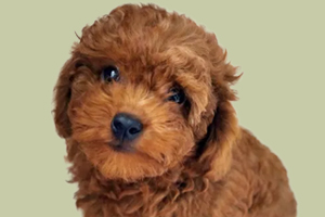 泰迪幼犬飼養(yǎng)方法