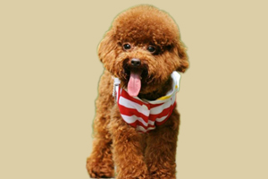 泰迪幼犬喂養(yǎng)注意事項