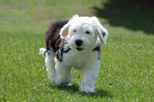 養(yǎng)古牧要注意什么