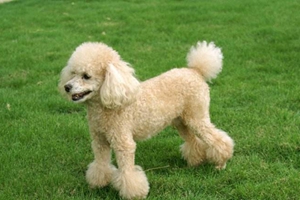 狗狗剪毛不聽話怎么辦