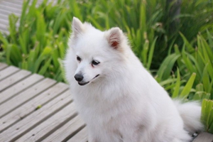 養(yǎng)銀狐犬的注意事項是什么