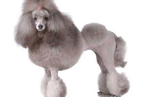 貴賓狗吃什么對毛色好