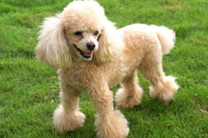 貴賓狗上火了怎么辦