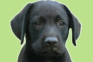 黑狼犬怎么養(yǎng)