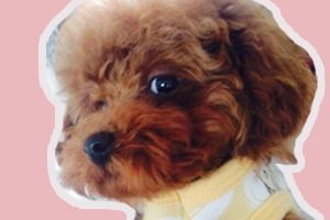 泰迪幼犬怎么喂養(yǎng)