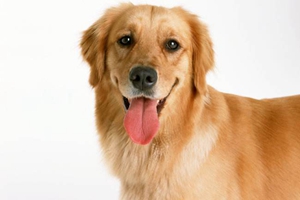 金毛狗狗嘴巴臭怎么辦