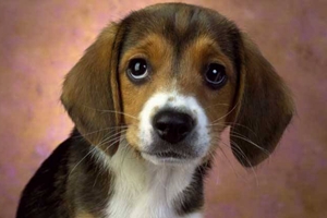 比格犬幼犬喂養(yǎng)注意什么