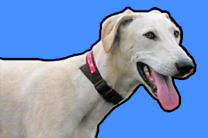 細狗怎么養(yǎng)