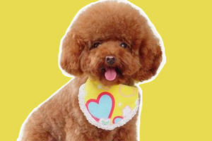 泰迪不能吃什么