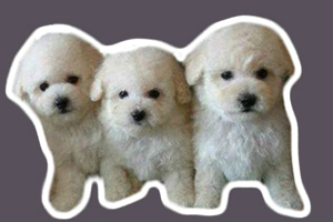 小比熊吃什么零食