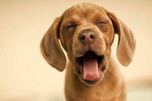 狗狗嘴巴臭怎么辦