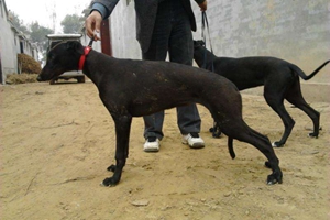 格力犬幼犬的喂養(yǎng)方法是什么