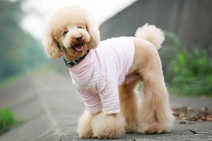 狗狗毛發(fā)護(hù)理注意事項(xiàng)有哪些