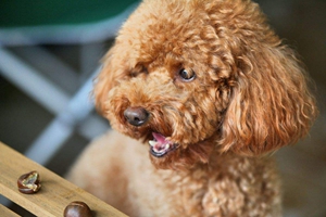 泰迪狗有口臭怎么辦