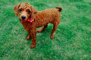 泰迪狗狗嘴巴臭怎么辦