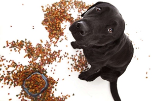 如何鑒定狗糧好壞