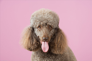 貴賓犬飼養(yǎng)方法