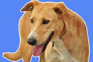 細犬怎么養(yǎng)