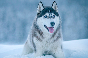 哈士奇狗怎么喂養(yǎng)