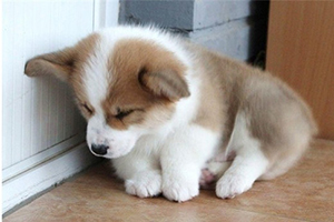 柯基挑食怎么辦