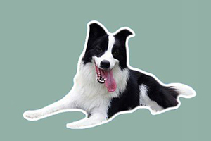 邊境牧羊犬吃什么