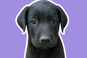 黑狼犬幼犬怎樣喂養(yǎng)