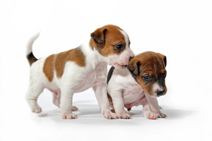 狗糧怎么喂幼犬