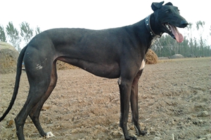 格力犬怎么喂養(yǎng)