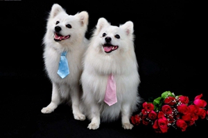 銀狐犬如何剪毛