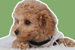 泰迪犬飼養(yǎng)注意事項