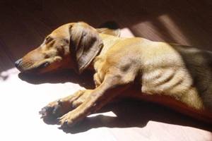 怎么讓狗狗變胖