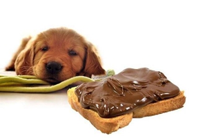 給狗狗吃什么有營(yíng)養(yǎng)