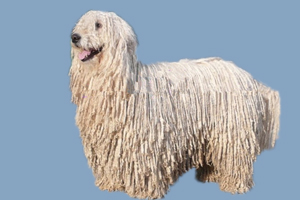 可蒙犬怎么洗澡