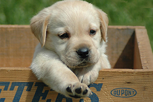 拉布拉多吃什么