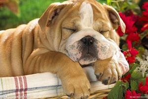 新手養(yǎng)狗需要準(zhǔn)備什么