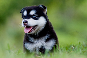 哈士奇幼犬怎么挑