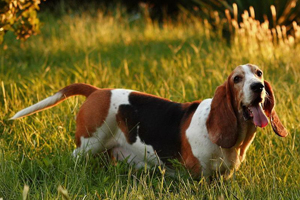 巴吉度犬吃什么