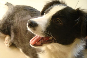 狗為什么一直叫