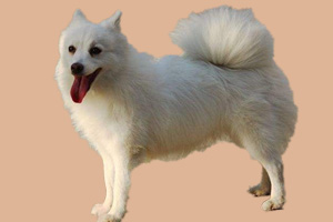 狐貍?cè)允裁? / data-J6cV=