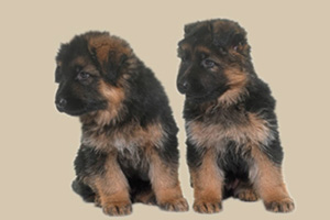 德國(guó)牧羊犬幼犬喂養(yǎng)方法