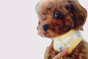 純種泰迪犬怎么養(yǎng)