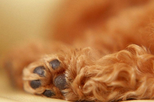 給狗狗怎么剪指甲