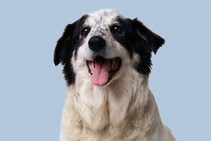 牧羊犬訓練用什么食物