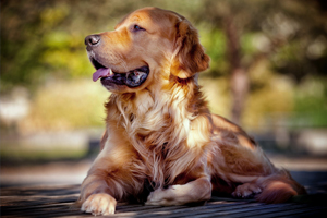 金毛犬如何飼養(yǎng)