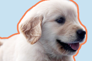 小奶狗為什么一直叫