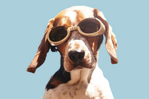 飛機(jī)托運(yùn)寵物需要什么手續(xù)